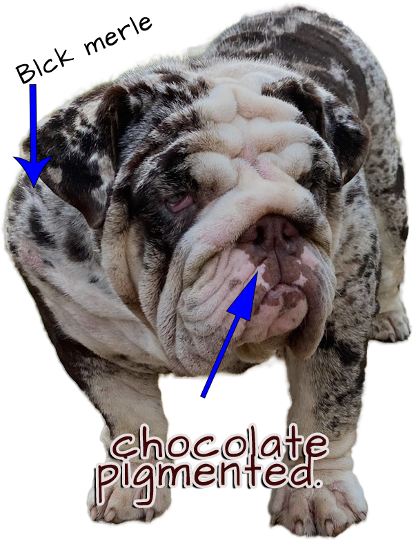 demonstrative image rare bulldogs