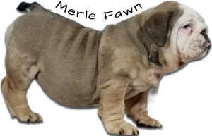 english-bulldog-merle-fawn