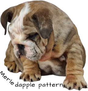 english-bulldog-merle-fawn-c-1