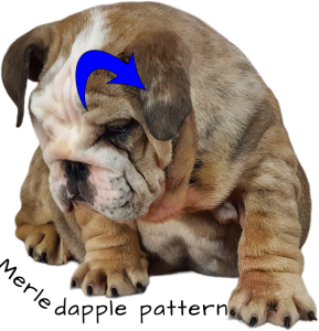 english-bulldog-merle-fawn-c-2