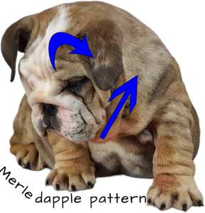 english-bulldog-merle-fawn-c-3