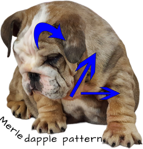 english-bulldog-merle-fawn-c-4