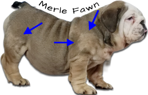 english-bulldog-merle-fawn2