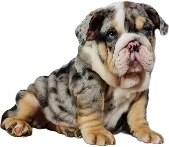 Show a merle English bulldog puppy