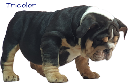 Tricolor-a-1