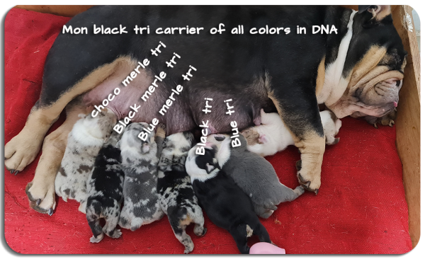 english-bulldog-mom